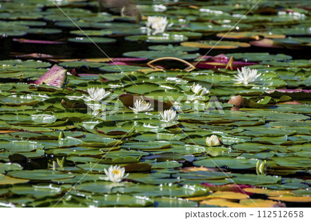 瀨戶內海國立公園野呂山頂的冰池裡盛開的睡蓮 瀨戶內海國立公園野呂山頂的冰池裡盛開的睡蓮 112512658