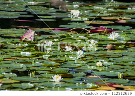 瀨戶內海國立公園野呂山頂的冰池裡盛開的睡蓮 瀨戶內海國立公園野呂山頂的冰池裡盛開的睡蓮 112512659