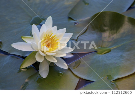 瀨戶內海國立公園野呂山頂的冰池裡盛開的睡蓮 112512660