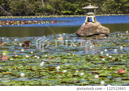 瀨戶內海國立公園野呂山頂的冰池裡盛開的睡蓮 112512661