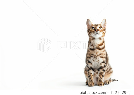 Cute cat on white studio background Cute cat on white studio background 112512963