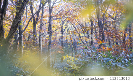大山,紅葉森林中的散步道 大山,紅葉森林中的散步道 112513013
