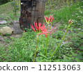 Landscape with cluster amaryllis 112513063