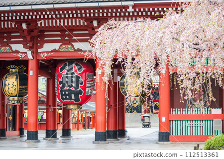「東京」淺草寺的垂枝櫻花與春天的寶門 淺草寺 「東京」淺草寺的垂枝櫻花與春天的寶門 淺草寺 112513361