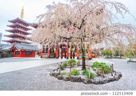 "Tokyo" Weeping cherry blossoms at Sensoji Temple Sensoji Temple in spring "Tokyo" Weeping cherry blossoms at Sensoji Temple Sensoji Temple in spring 112513409