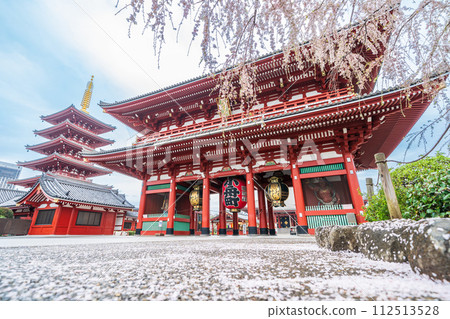 "Tokyo" Sensoji Temple - Scenery of weeping cherry blossoms - Sensoji Temple in spring 112513528