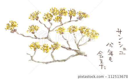 冬天到早春植物的水彩插圖，一种红玉髓，開滿黃色的小花。 112513678