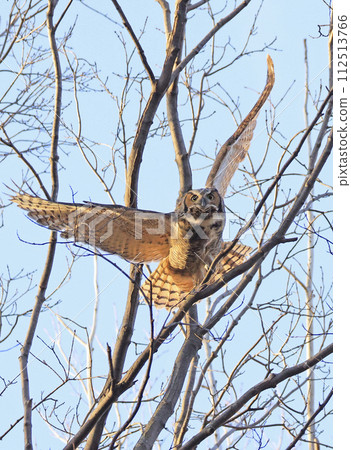 Great-horned Owl flying in the forest, Quebec, Canada 112513766