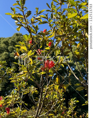 Rhododendron kaempferi flower Rhododendron kaempferi Rhododendron kaempferi flower Rhododendron kaempferi 112513783