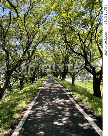 Rows of cherry blossom trees covered in fresh greenery in early summer Rows of cherry blossom trees covered in fresh greenery in early summer 112513795