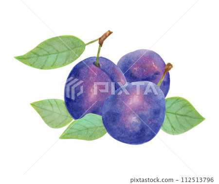 Composition of whole plums with leaves. Fresh fruits. Illustration with watercolor and marker. Botanical sketch for healthy eating. Vegetarianism.Harvest, production.Isolated handmade art. Composition of whole plums with leaves. Fresh fruits. Illustration with watercolor and marker. Botanical sketch for healthy eating. Vegetarianism.Harvest, production.Isolated handmade art. 112513796