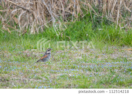 Thrush of the field Thrush of the field 112514218