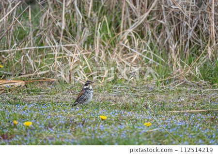 Thrush of the field Thrush of the field 112514219