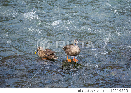 Uji River duck, Spot-billed duck 112514233