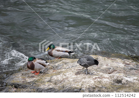 Ducks, mallards, and coots relaxing on the rocks Ducks, mallards, and coots relaxing on the rocks 112514242