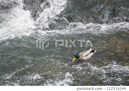 Mallard duck swimming in rapids Mallard duck swimming in rapids 112514244