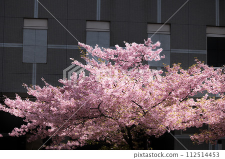 Kawazu cherry blossoms sparkle pink in the early spring sunlight 112514453