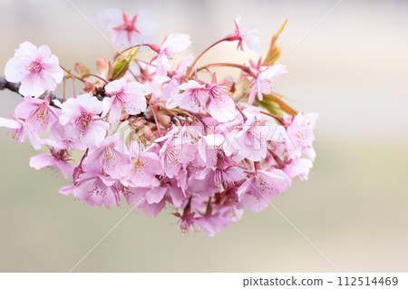 Kawazu cherry blossoms sparkle pink in the early spring sunlight 112514469