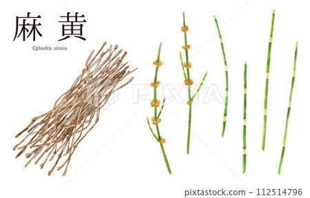 麻黃（麻黃）中草本水彩插圖 112514796