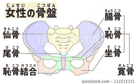 Structure and names of the female pelvis viewed from the front - easy-to-understand Japanese illustrations Structure and names of the female pelvis viewed from the front - easy-to-understand Japanese illustrations 112515131