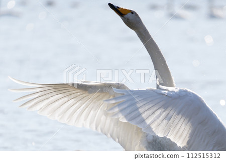 天鵝展開美麗的翅膀 112515312