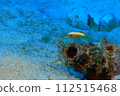 Nakamoto Irowake goby 112515468