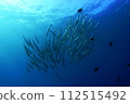 Barracuda 112515492