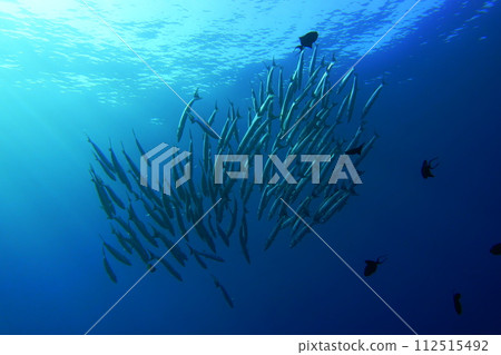 Barracuda Barracuda 112515492