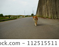 cat  112515511
