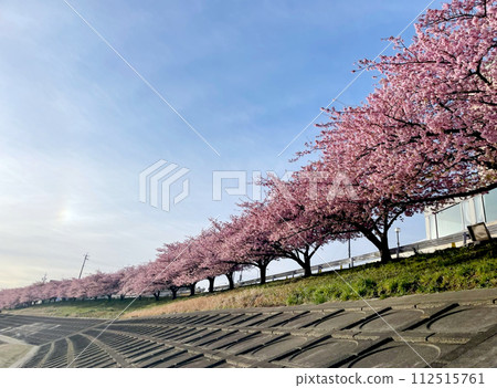 清晨陽光照耀下的河津櫻花樹（夕陽） 112515761