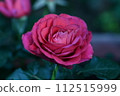 rose	 112515999