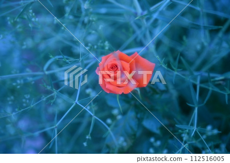 Orange flowers Orange flowers 112516005