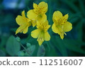 Yellow 112516007