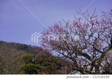 紅梅花開，遠眺富士山。 112516199