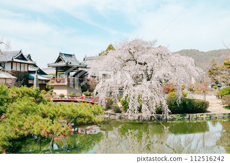 池塘周圍盛開的垂枝櫻花 112516242