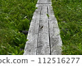 A small bird perched on a wooden path 112516277