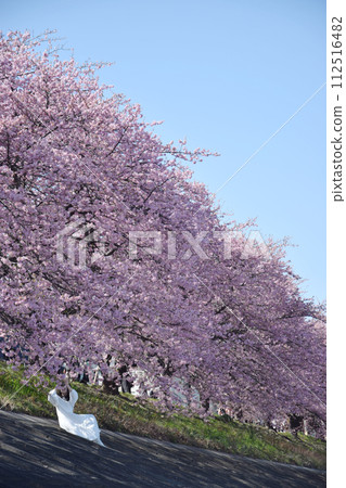 櫻花下的女子 / 盛開賞櫻的女子 112516482