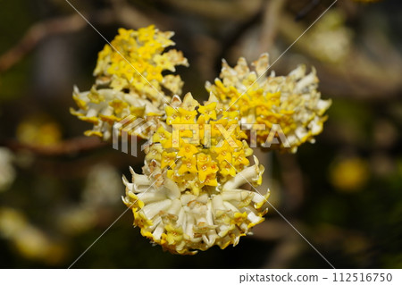 Yellow flowers of Mitsumata 112516750