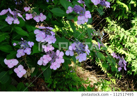 Hydrangea blooming [Tsukui, Sagamihara City, June] 112517495