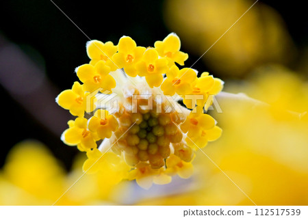 黃色神秘的三俁花 黃色神秘的三俁花 112517539