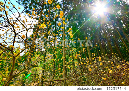 Fantastic, mysterious and beautiful Mitsumata flower 112517544
