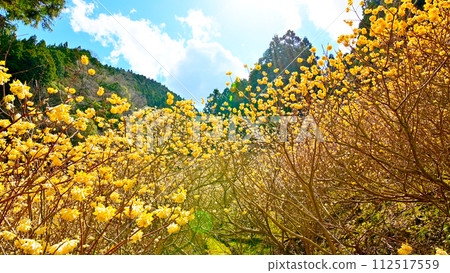 A colony of Mitsumata with yellow flowers in full bloom, Shinshiro City, Aichi Prefecture 112517559