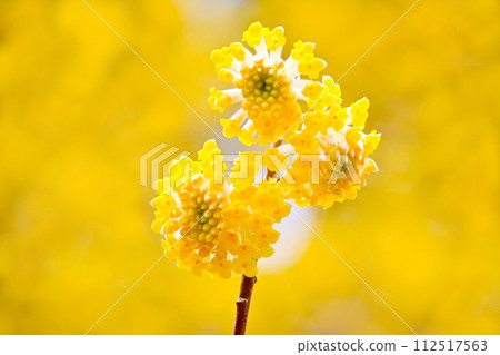 黃色神秘的三俁花 112517563