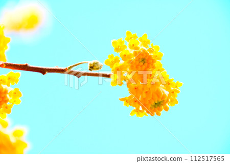 三俁花與美麗的黃色花朵 三俁花與美麗的黃色花朵 112517565