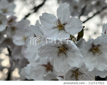 採取春天陽光的佐倉 112517922