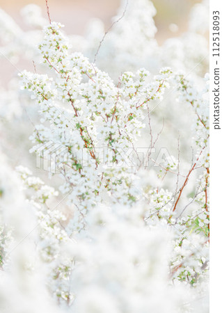 Beautifully blooming snow willow Beautifully blooming snow willow 112518093