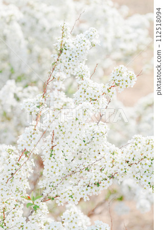 Close-up of snow willow Close-up of snow willow 112518094