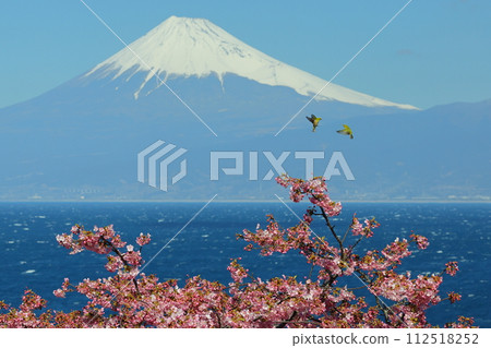 Ida, Numazu City, Shizuoka Prefecture View of the snow-capped Mt. 112518252