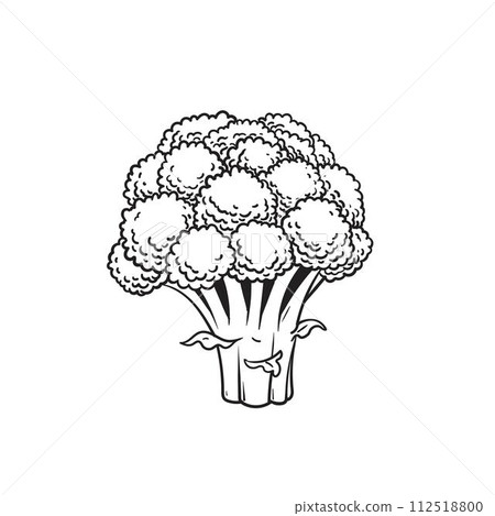 Cauliflower sketch, doodle vector Cauliflower sketch, doodle vector 112518800