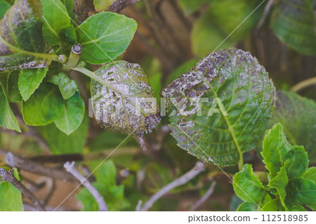 繡球白粉病 112518985